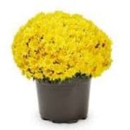 Yellow Mums item