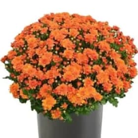 Orange Mums item