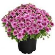 Pink/Purple Mums item