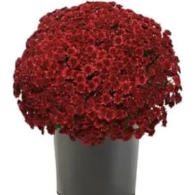 Red Mums item