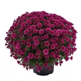 Purple Mum item