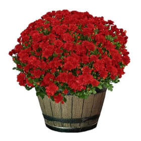 Red Mum item