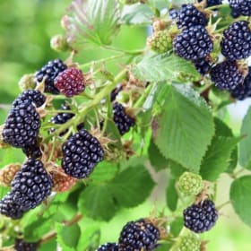 Blackberry-Osage  (THORNLESS)  1 GALLON  (WTF-O) item
