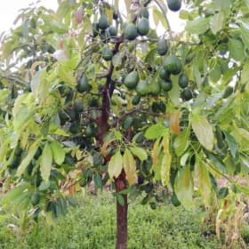 Avocado- Hass  3 Gallon  (SB) item