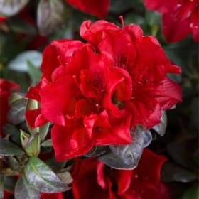 Azalea-Encore Autumn Fire  3 Gallon (RCW) item