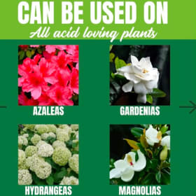 *NutriStar Azalea & All Acid Loving Plants  9-13-11  25 lb. item
