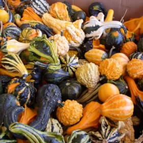 Mini Gourds item
