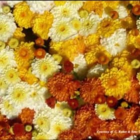 Candy Corn 12": Yellow, white, and orange tri-color item