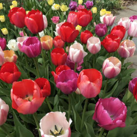 Photo of Pride Tulip Mixture (Set of 10 Bulbs)