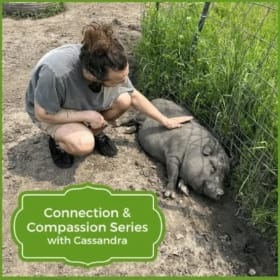 Connection & Compassion Series - Sunday September 6th item
