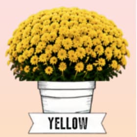 Photo of Yellow Mum