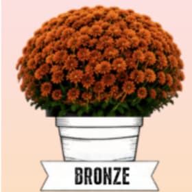 Photo of Bronze Mum