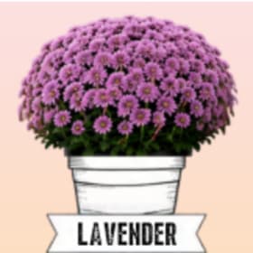 Photo of Lavender Mum