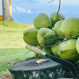 Fresh Coconut Delivery Package + Machete & Coco Opener item
