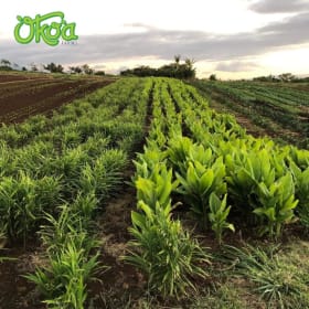 $100 Gift Card to Oko‘a Farms item