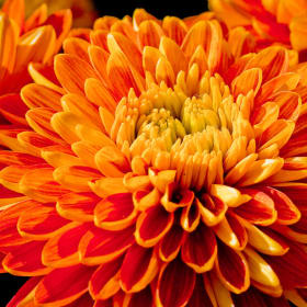 Chrysanthemum - 8 Inch Pot item