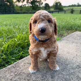 Draft Your Dream Pup! item