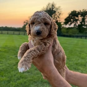 Draft Your Dream Pup! item