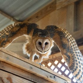 Barn Owl Sponsor Packet item