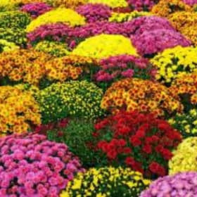 9” Mums Potted Plant item