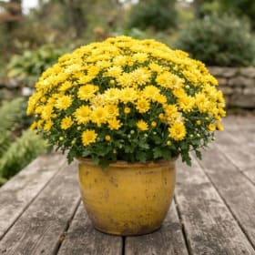 🌼 Fall Mums (9” Pots) item