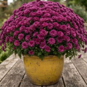 🌼 Large Monster Mums (14" Pot) item