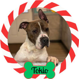 Photo of Candy Cane