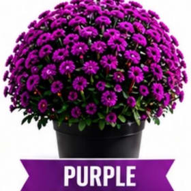 Purple Mum item