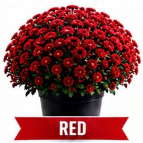 Red Mum item