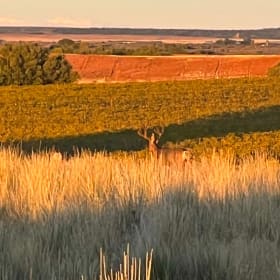 Unit 711 Mule Deer — Private Land Rut Hunt item