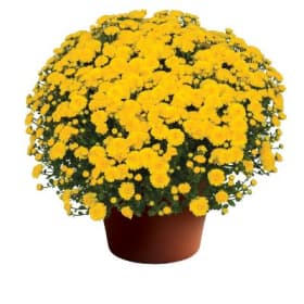 Yellow Mums 9"pot item