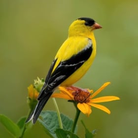 Photo of Bristow Bird Sanctuary Tour with Chris Schipper