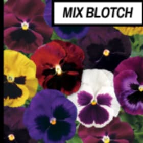 Pansy - Mix blotch item