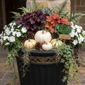 Mixed Plant Container - largest (fancy) item