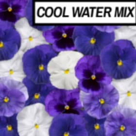 Pansy - cool water mix item
