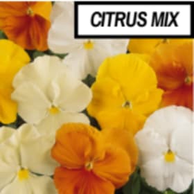 Pansy - citrus mix item