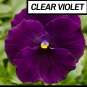 Pansy - clear violet item