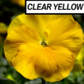 Pansy - clear yellow item