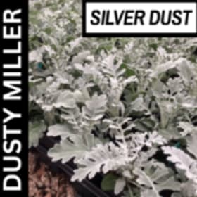 Dusty Miller item