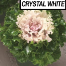 crystal white kale item