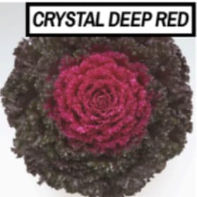 crystal deep red kale item