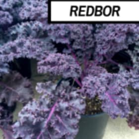 redbor kale item
