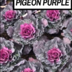 purple pigeon cabbage item
