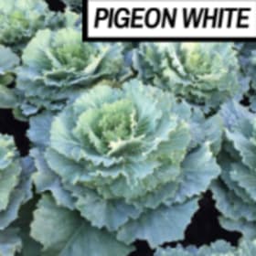 white pigeon cabbage item