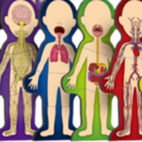 Anatomy Model item