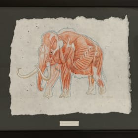 Mammoth Anatomy item