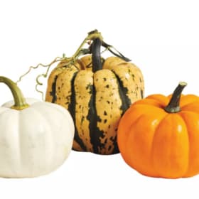 Photo of Miniature Pumpkins