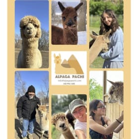 Photo : #16 - Visite privée à la ferme d'Alpaga Pachi