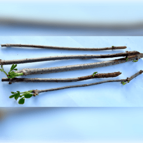 Elderberry Cuttings (6 bundles) item