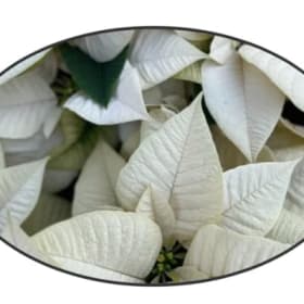 Photo of 6" pot - WHITE